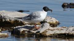 1: Bonaparte's Gull 0C3_0383