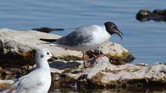 2: Bonaparte's Gull 0C3_0394