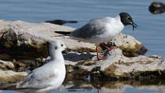 3: Bonaparte's Gull 0C3_0395