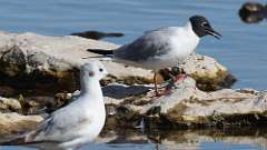 4: Bonaparte's Gull 0C3_0396