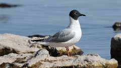 5: Bonaparte's Gull 0C3_0424