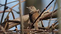 6: house wren 0C3_0571