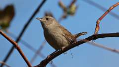 7: house wren 0C3_0813