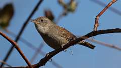 8: house wren 0C3_0830