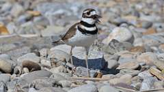 9: killdeer 0C3_0126