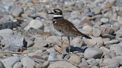 10: killdeer 0C3_0142