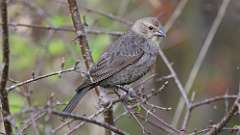 1: Brown-headed Cowbird  0C3_0106