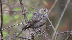 2: Brown-headed Cowbird 0C3_0115