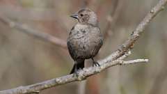 3: Brown-headed Cowbird 0C3_0133