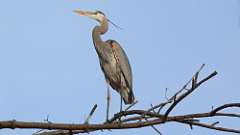 9: Great Blue Heron 0C3_0257