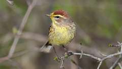 4: Palm Warbler 0C3_0148