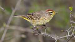 5: Palm Warbler 0C3_0163