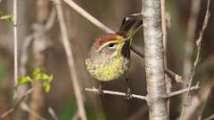 6: Palm Warbler 0C3_0178