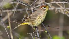 7: Palm Warbler 0C3_0193