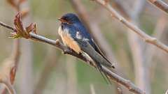 7: Barn Swallow 0C3_0283