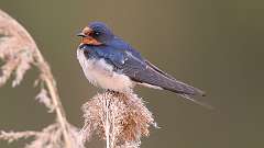 5: Barn Swallow 0C3_0316