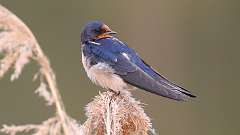 6: Barn Swallow 0C3_0360