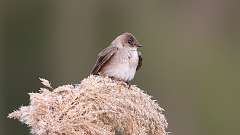 9: Northern Rough-winged Swallow 0C3_0355