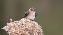 8: Northern Rough-winged Swallow 0C3_0376