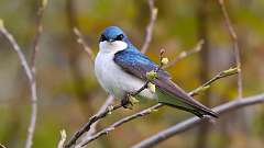 1: Tree Swallow 0C3_0094