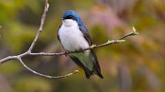 2: Tree Swallow 0C3_0154