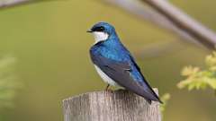 3: Tree Swallow 0C3_0210