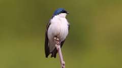 4: Tree Swallow 0C3_0235