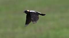 2: Bobolink 0C3_0203