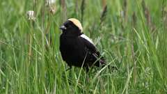 3: Bobolink 0C3_0326 - Copy