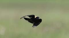 4: Bobolink 0C3_0344