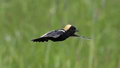 5: Bobolink 0C3_0347