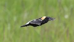 6: Bobolink 0C3_0348