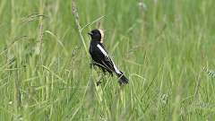 7: Bobolink 0C3_0418