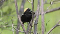 8: Bobolink 0C3_0453