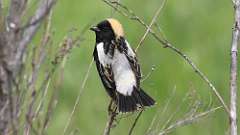 9: Bobolink 0C3_0490