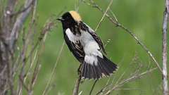 10: Bobolink 0C3_0500