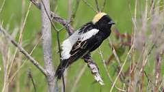 11: Bobolink 0C3_0534