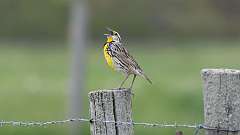 15: Eastern Meadowlark 0C3_0730