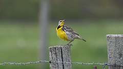 16: Eastern Meadowlark 0C3_0737