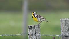 17: Eastern Meadowlark 0C3_0739