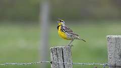 18: Eastern Meadowlark 0C3_0746