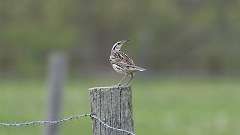 19: Eastern Meadowlark 0C3_0760