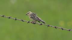 12: bobolink 0C3_0805