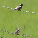 13: bobolink 0C3_0858