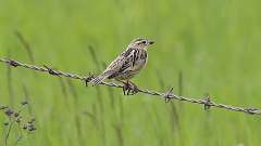 14: bobolink 0C3_0864