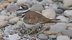 5: Killdeer 0C3_1248