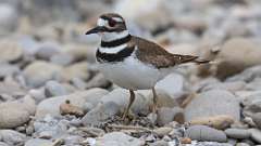 7: Killdeer 0C3_1402