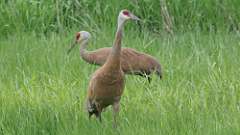 2: Sandhill Cranes 0C3_0575