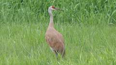 3: Sandhill Cranes 0C3_0595