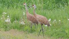 4: Sandhill Cranes 0C3_0618